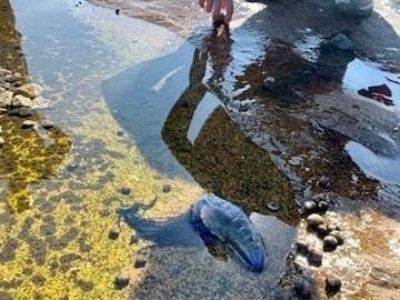 A Portugese Man O' War was found on Scarborough Beach on Labor Day.
