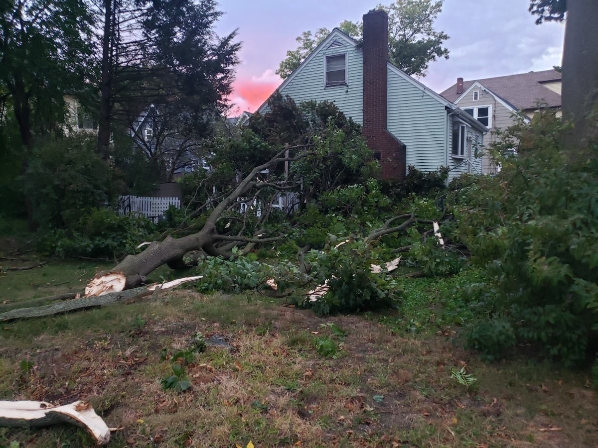 A downed tree in Melrose, Massachusetts after a powerful storm swept across the region. 