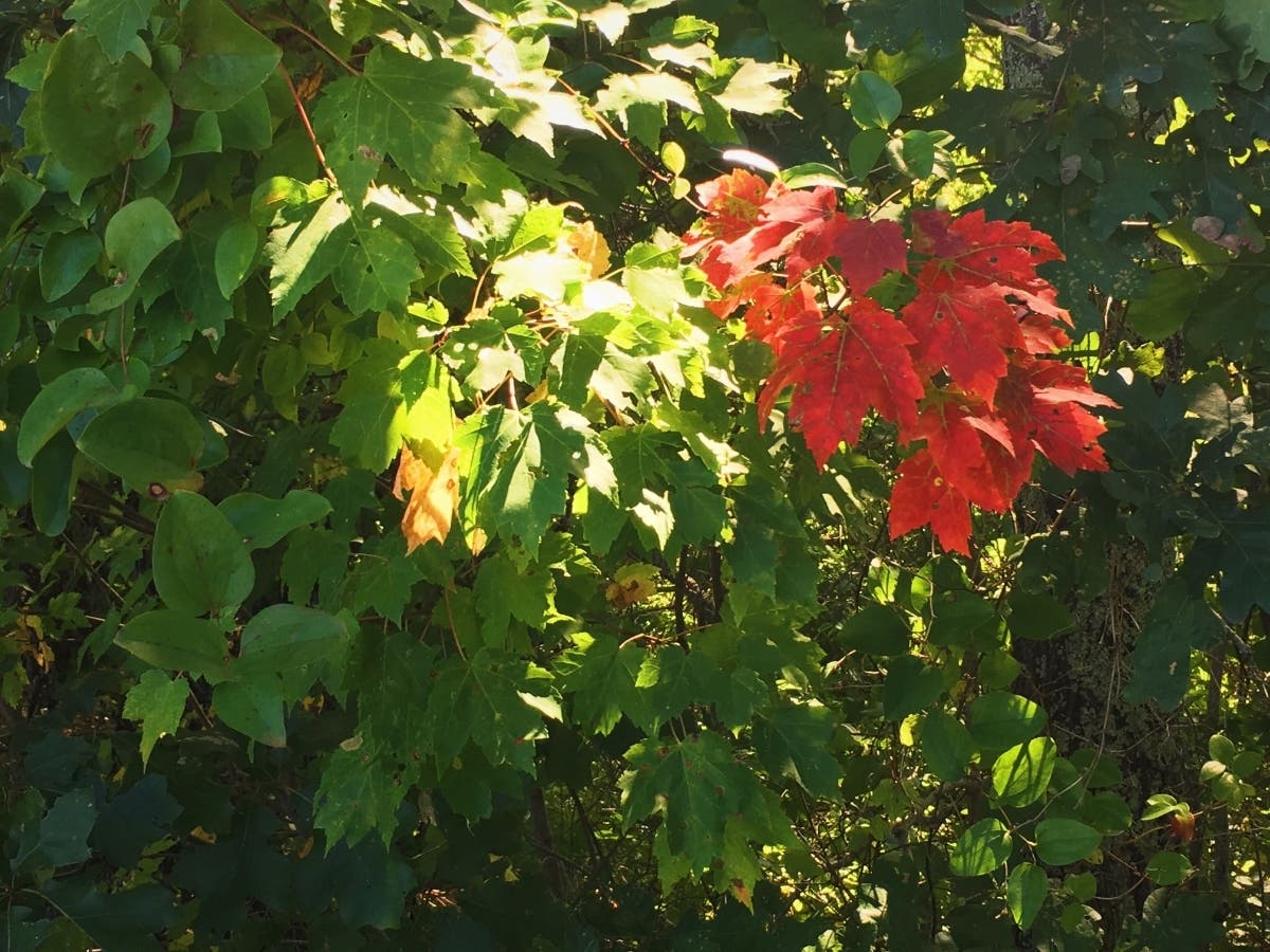 Southern New England is on track to break its four-day high temperature record. 