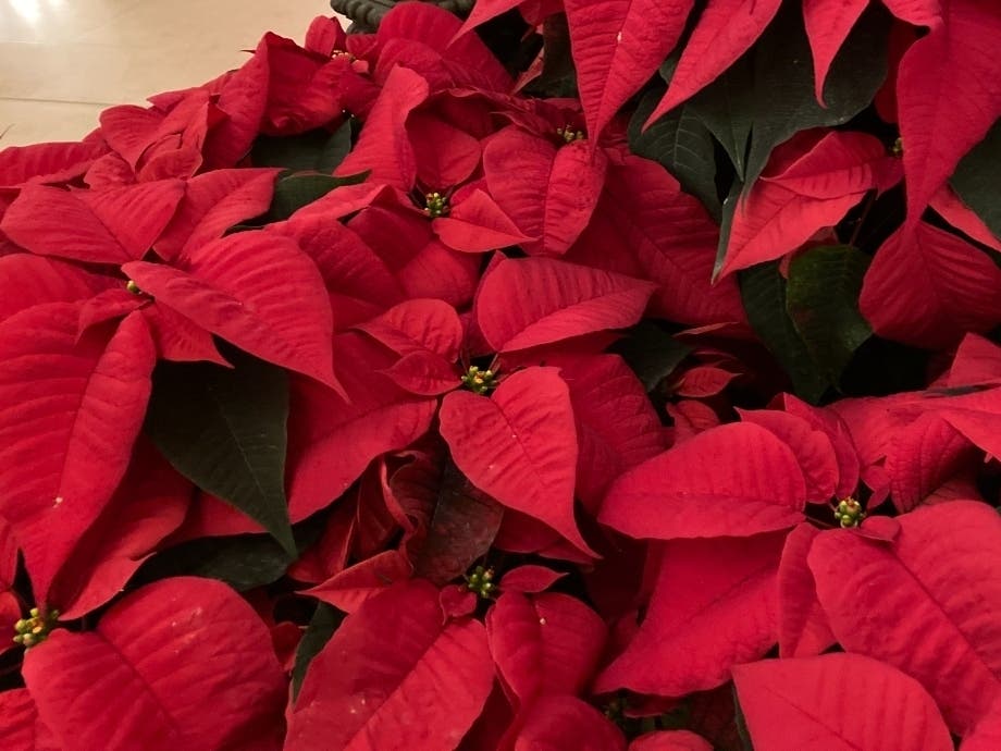 Donated plants included traditional red as well as white, yellow, pink and other varieties. 