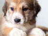 Cute Pup!