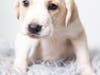Adorable Pup!