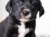Previous foster pup