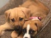 previous foster pups