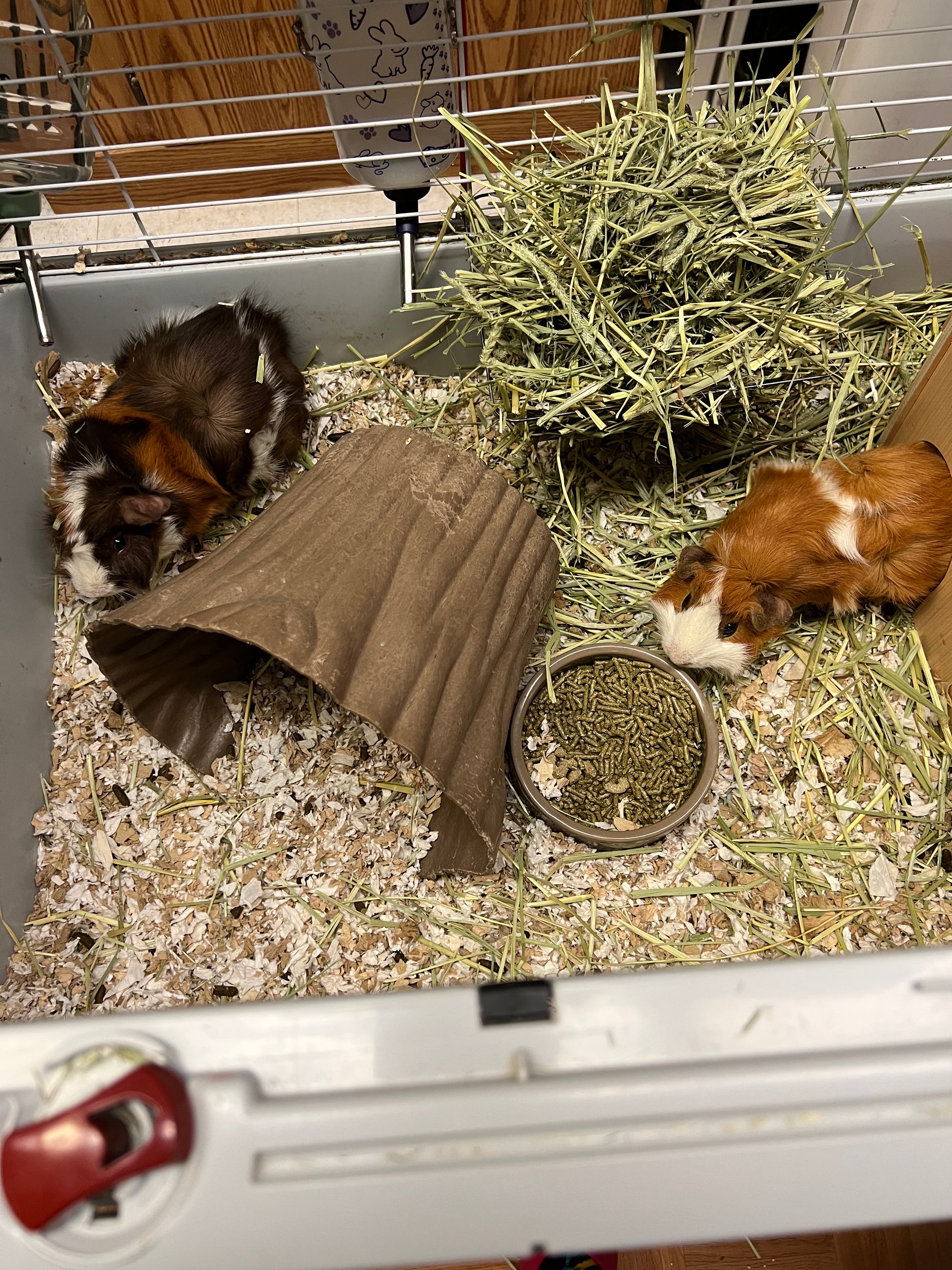 Weekend Open Hours Amwell Pet Supply