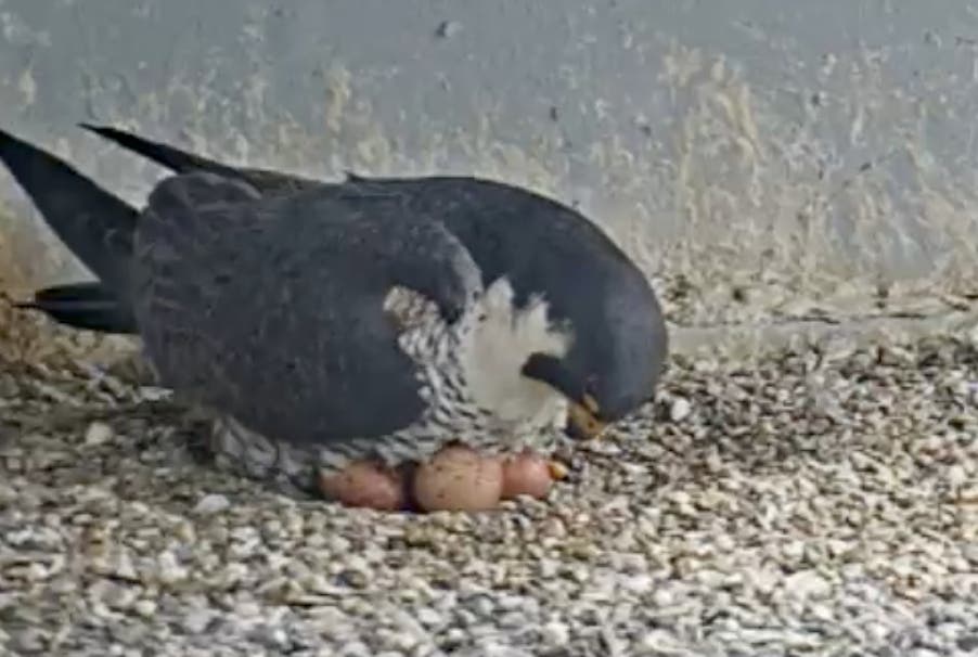 Peregrine falcons laid four eggs so far this season, a live falcon cam shows.