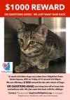 KittyKind in Petco on Union Square is offering $1000 reward for a kitten reportedly stolen. 