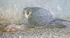 Two peregrine falcons hatched at a nest perched on 55 Water St.