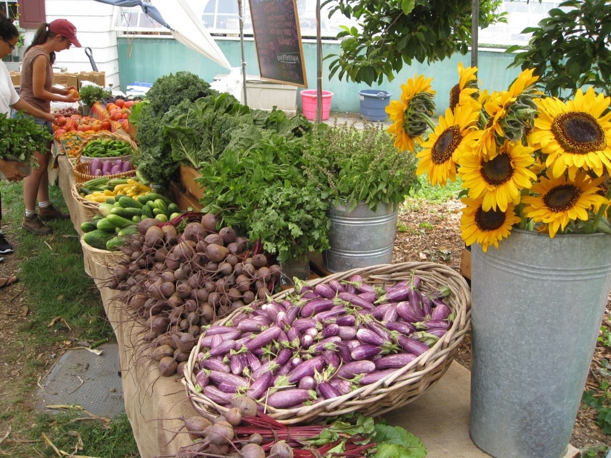 The Queens County Farm Museum in Little Neck starts selling freshly-picked produce again on May 15.