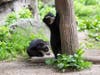 Bear cubs Benny and Brienne, who were born in January, are venturing into the zoo's outdoor habitat for the first time.