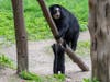 Bear cubs Benny and Brienne, who were born in January, are venturing into the zoo's outdoor habitat for the first time.
