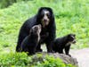 Bear cubs Benny and Brienne, who were born in January, are venturing into the zoo's outdoor habitat for the first time.