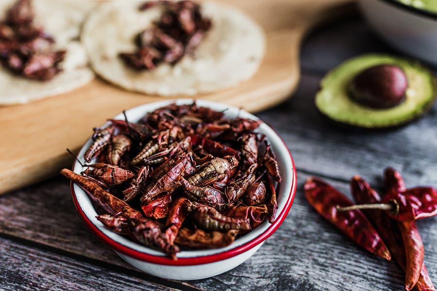 Crunchy Critters: Teen Saturdays Workshop