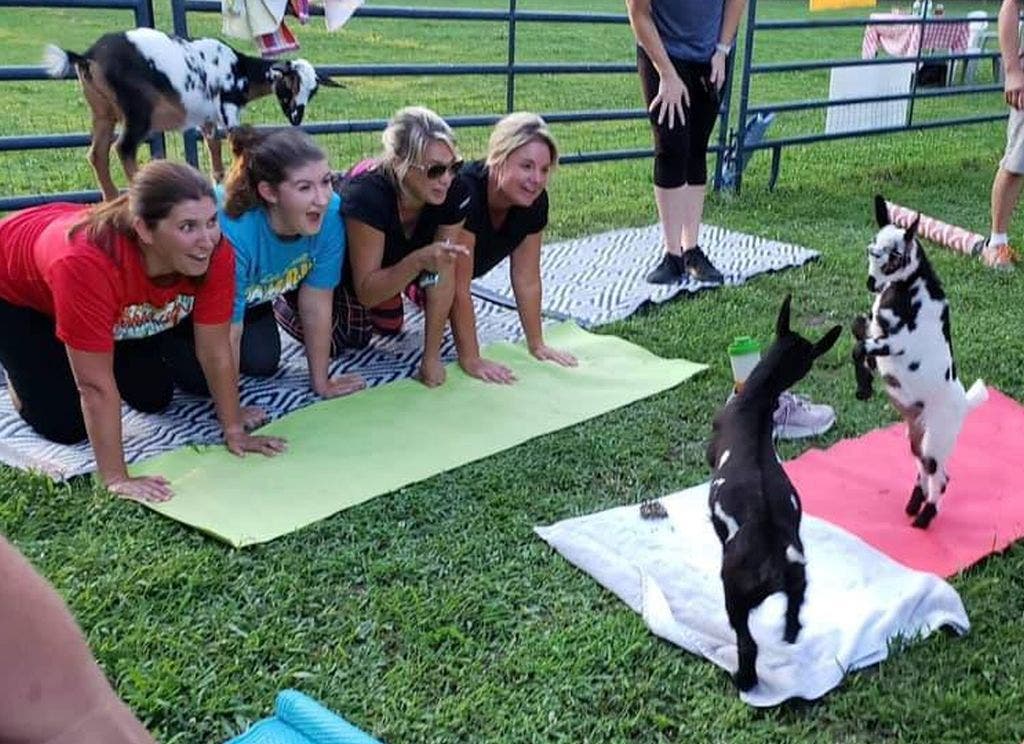 Goat Yoga on the farm!