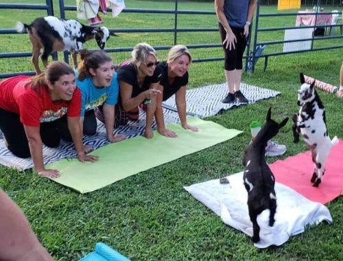 Goat Yoga Public event