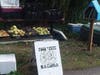 Food is Free Tacoma added a wildcat little library to the main tables. Filled with gardening books, cookbooks, and beer brewing books. Thanks to the Young Architects Forum for the library.