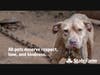 Each year, millions of people are bitten or attacked by dogs, however, these incidents can often be prevented.