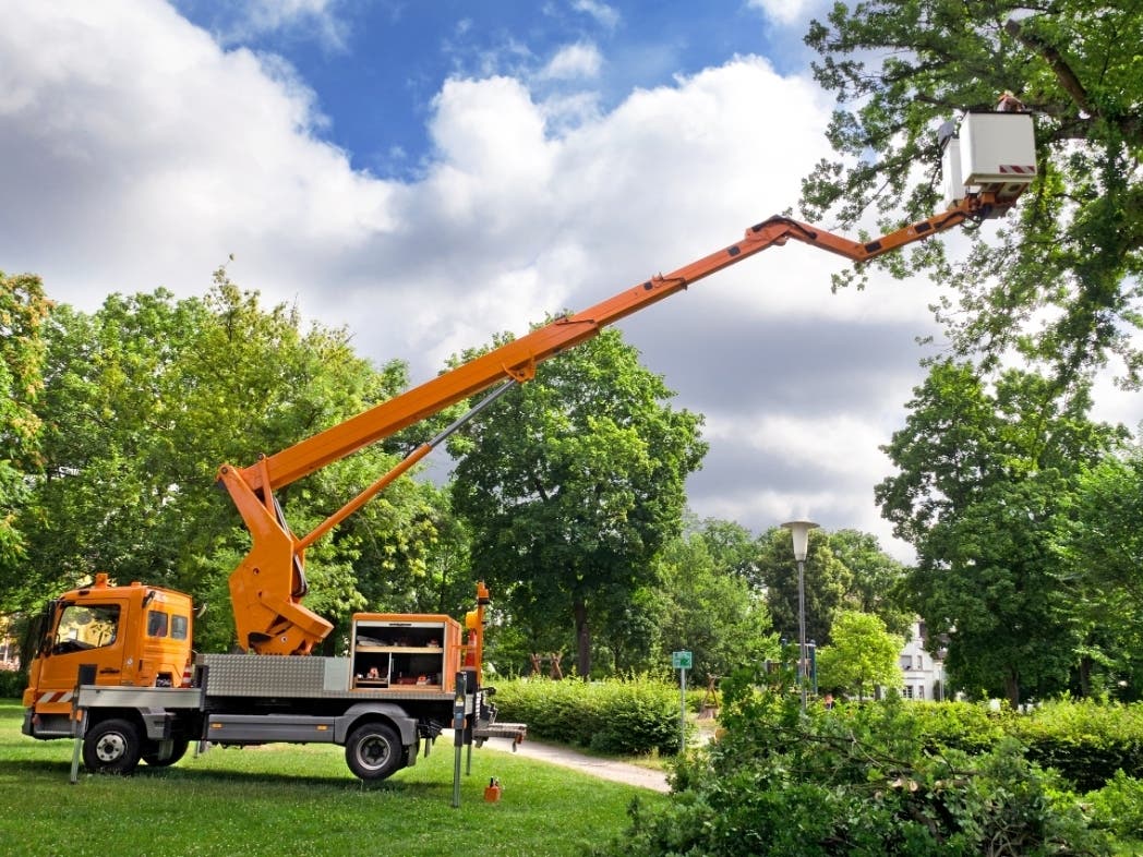 Tree care is dangerous work, and costly. Get multiple bids from reputable companies; you could save thousands by hiring one company over another. 