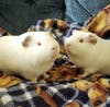 The guinea pig rescue community is raising money for victims of Hampton fire that destroyed Guinea Pig Sanctuary.