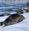 A harp seal, showing signs of injury, was onshore in Portsmouth this week before finding its way back into the water.