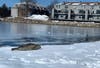 Marine Mammal Rescue was called to Market Street in Portsmouth Wednesday when a harp seal made its way onshore.