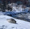 Marine Mammal Rescue was called to Market Street in Portsmouth Wednesday when a harp seal made its way onshore.