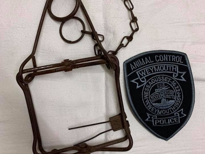 Weymouth police are looking for those responsible for setting the trap they say caused "severe trauma" to an animal on Sunday.