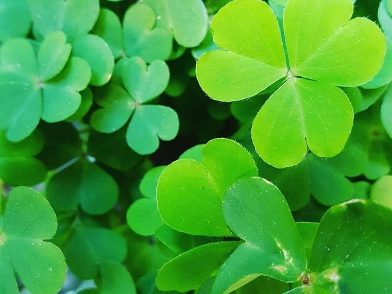 Smithfield St. Patrick's Day/St. Joseph's Day Party, Family Day have been canceled.