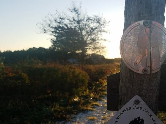 Leland Beach and the Elbow at Cape Poge have been closed while the hatching takes place.