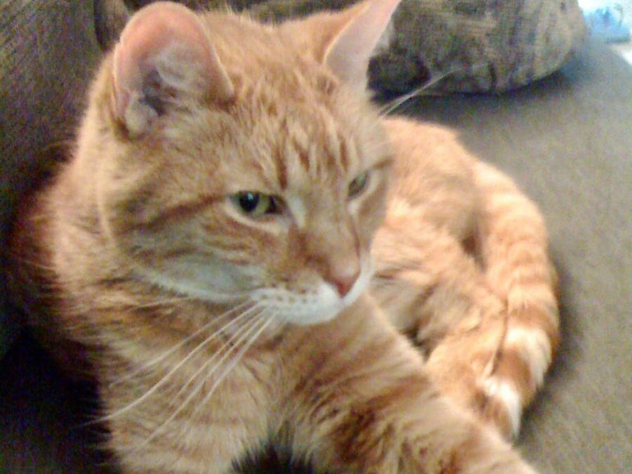 The Plymouth Animal Shelter is once again accepting donations after suspending collection for three months due to the coronavirus crisis.