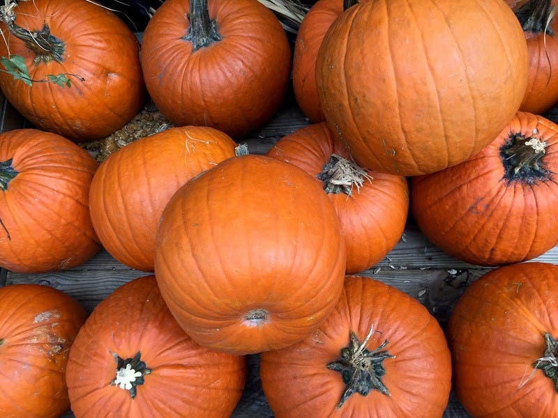 It's pumpkin time on the North Shore - here's where to get yours.
