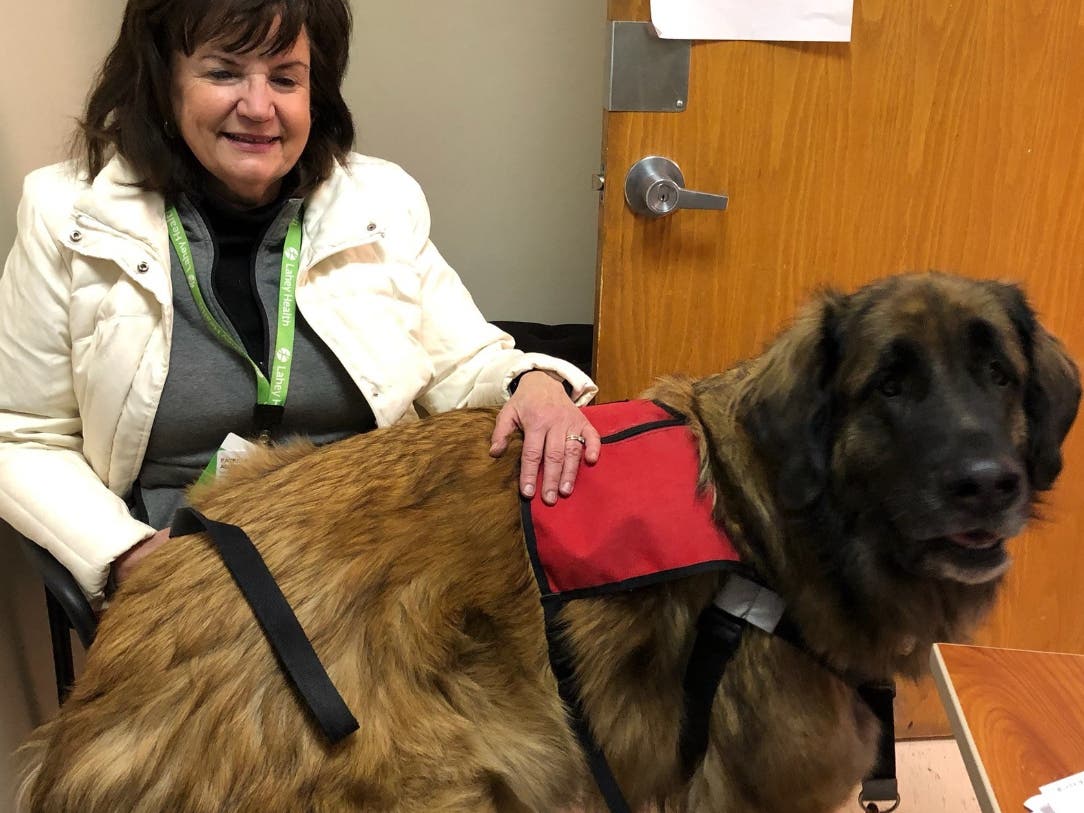 Pat Allen and Wolfie are a Pet Therapy Volunteer Team at Beverly Hospital and Addison Gilbert Hospital.