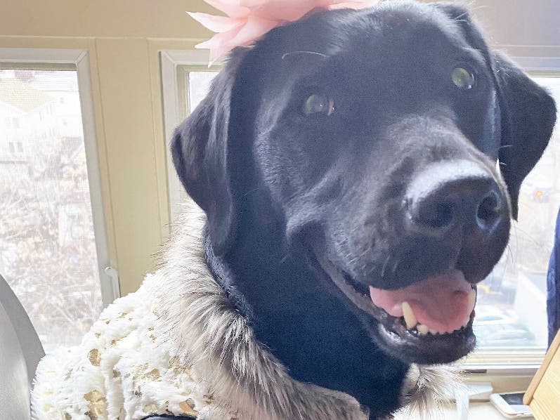 Kacey is now the special needs companion dog for a Chelsea 9-year-old who has autism, with help from the Marblehead Rotary.
