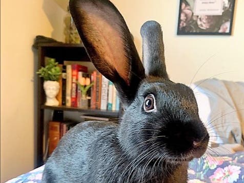 Tortellini the black bunny rabbit is one of the many small animals that can be had adoption fee-free as part of the Northeast Animal Shelter and MSPCA-Angell's push to clear the shelters of small animals this weekend.