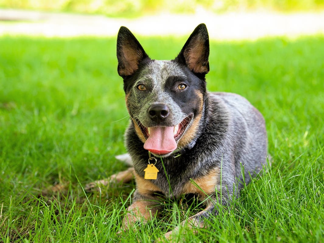 New and returning Salem State students will get to meet, greet and pet campus community dog Otto at orientations, sports events and campus activities this fall.