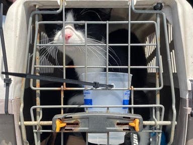 "If you've been dreaming of adding a cat or a dog to your family there's no time like the present." - MSCPA-Angell Memorial.