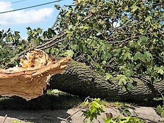The transfer station will accept branches greater than 2 inches in diameter this week only because of the extensive storm damage.