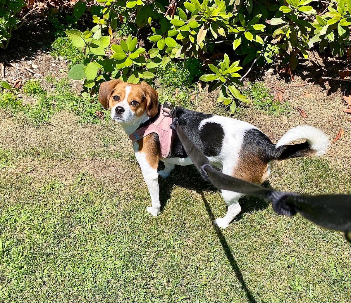 Dozens More Rescue Beagles Up For Adoption In Salem Salem, MA Patch