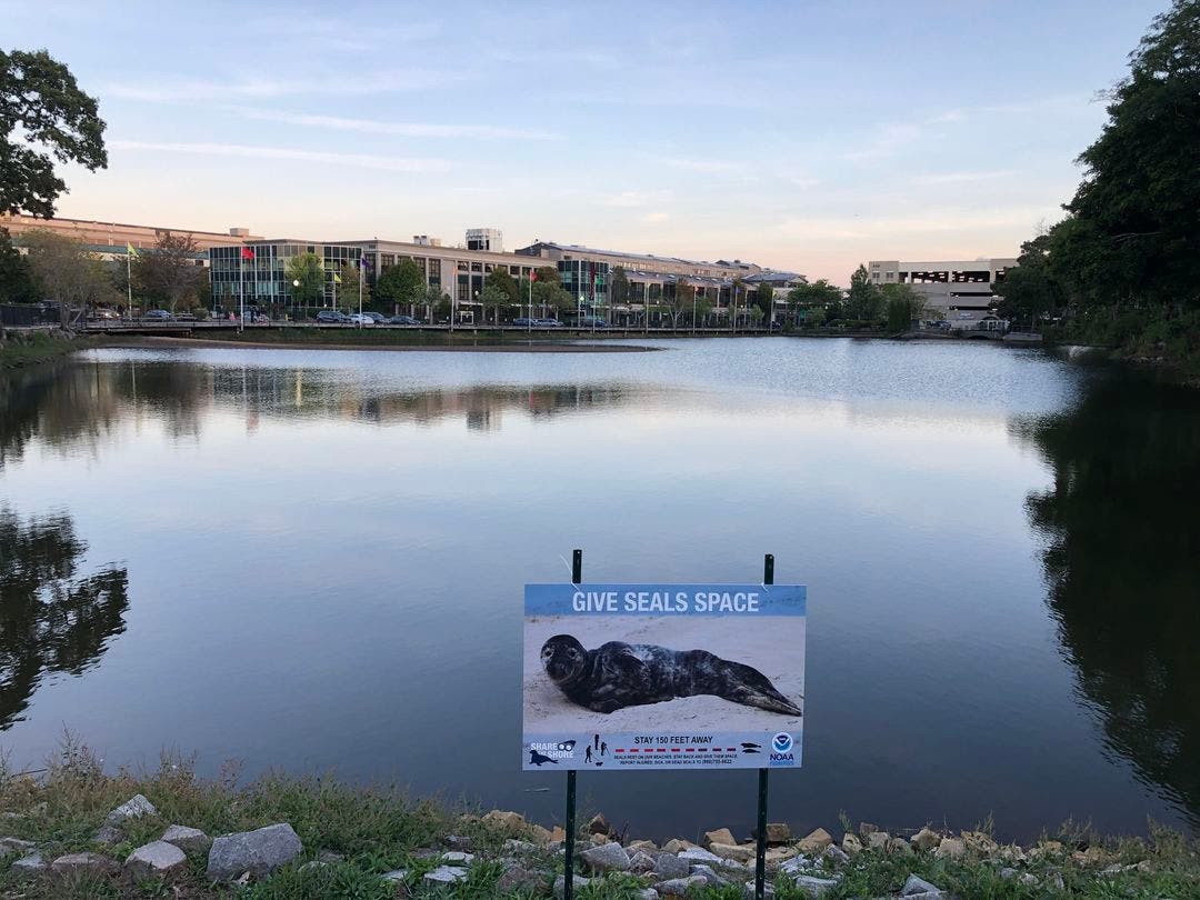 "We understand that Shoebert is loved, but he is still a wild animal. His and your safety are our No. 1 concern, and human interaction can be detrimental to wild animals." - Beverly Animal Control Officer Matt Lipinski