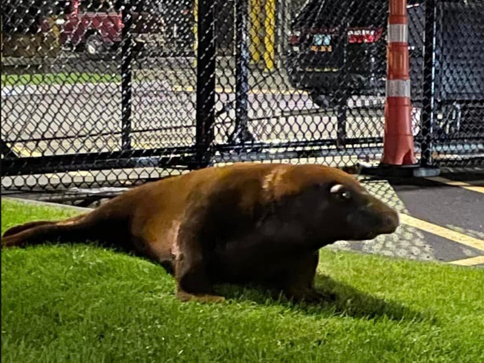 "Thank you Shoebert for having faith in the BPD. You will be deeply missed by your friends here. Over the past week you brought a lot of joy and happiness to our city." - Beverly Police Department