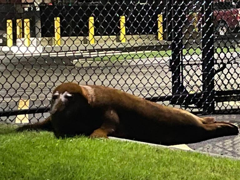 "Rest easy Shoebert fans there will be a future story for all to enjoy when our favorite seal is ready to share his next story." - Beverly Police Department