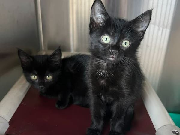 Hurricane Ian Rescue Cats Ready For Adoption In Salem | Salem, MA Patch