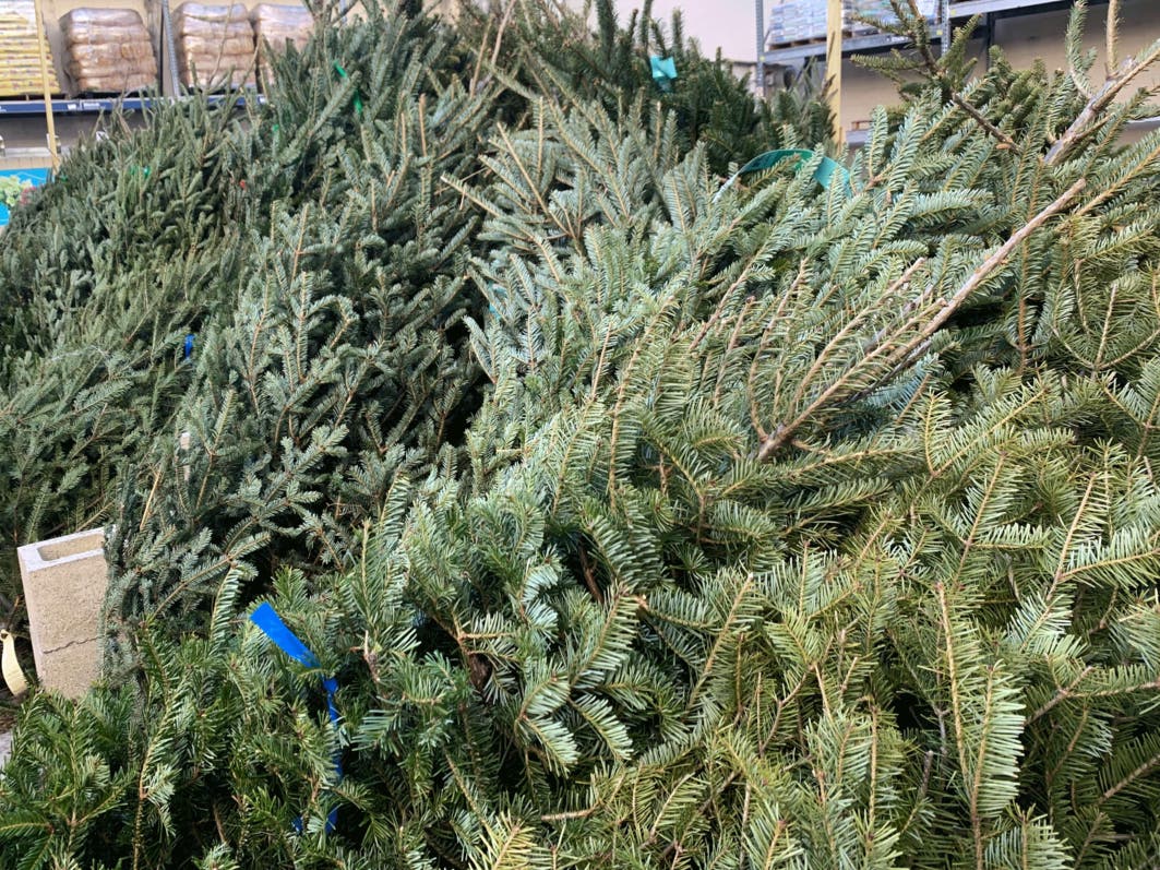 Trees will continue to be picked up until Jan. 13 after the beach bonfire. After Jan. 13, they must be brought to the transfer station.