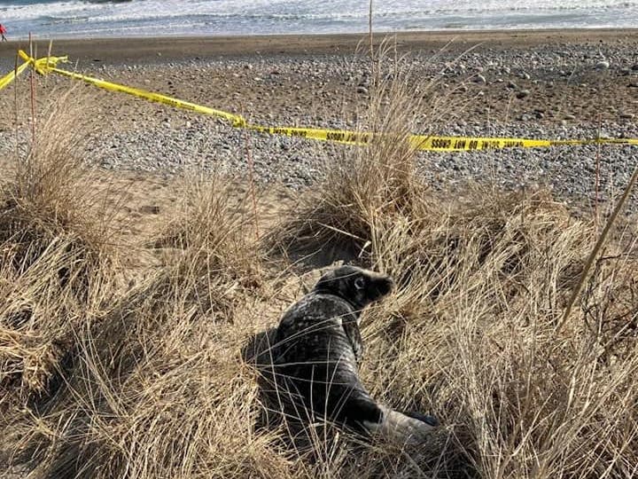 "Many people have approached the seal to take pictures. Animal Control asks that you give the seal space as they work to have it relocated." - Swampscott Police Department