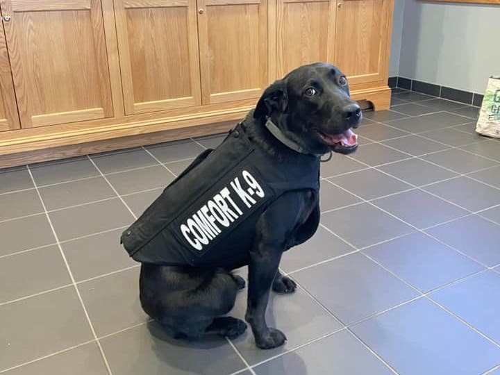 Sora's vest is embroidered with the message: "This gift of protection provided by Vested Interest in K9s, Inc."