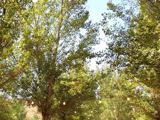 The town tradition is a combined effort between the Forestry Division, Danvers Garden Club, Corliss Brothers and Great Oak Elementary School.