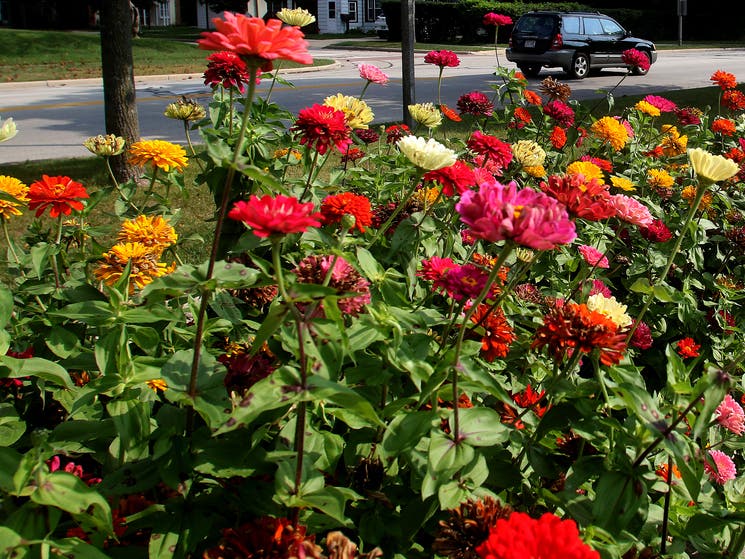 The "Beverly in Bloom" island beautification program allows the "adoption" of one of the city's islands where a uniform sign naming the adopter will be placed on the island in exchange for an agreement to plant flowers and greenery.