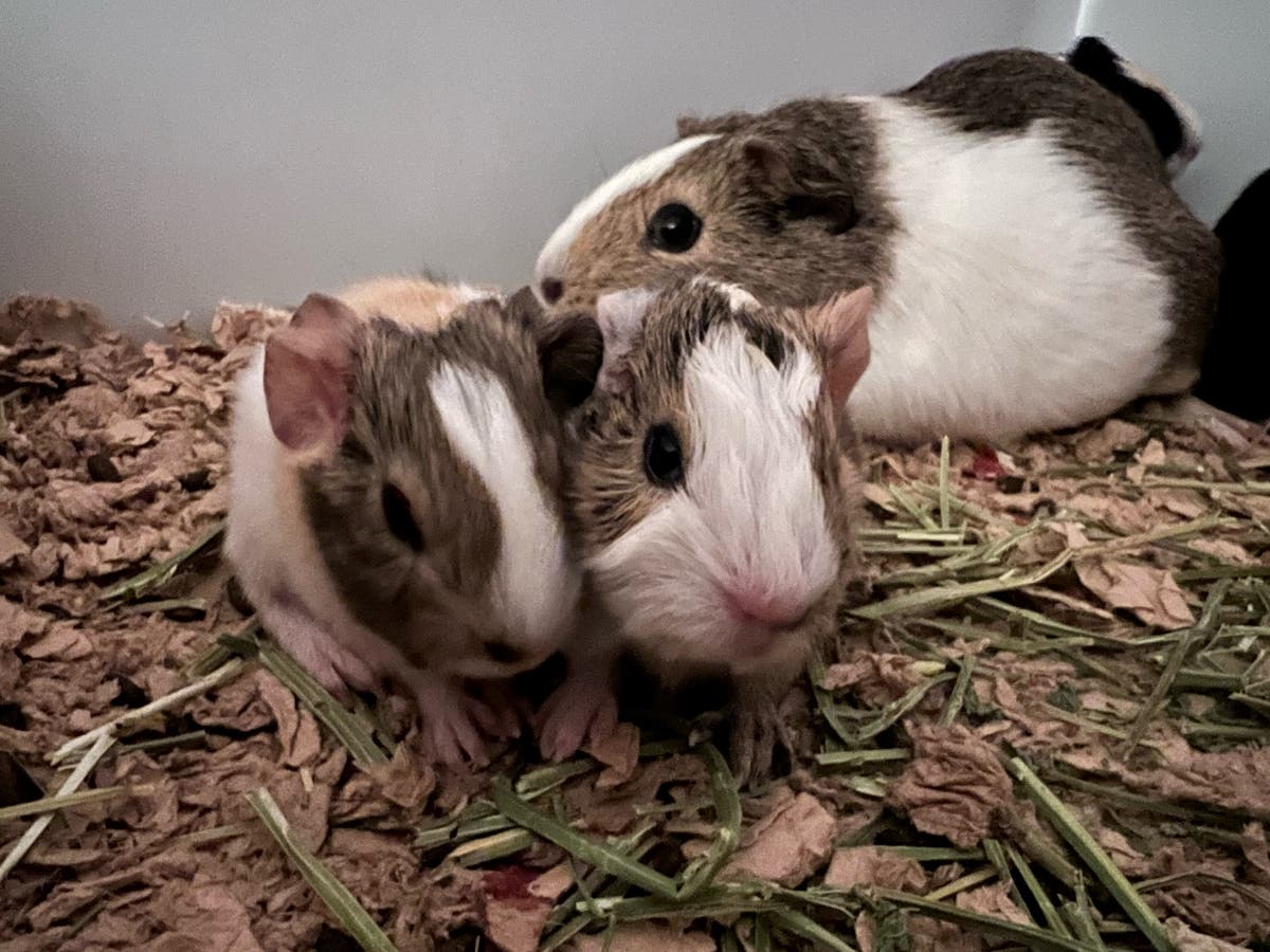"The owners thought they had guinea pigs of one sex, but it turned out they had mixed genders and became overwhelmed when baby guinea pigs came along." - Bryn Rogers, MSPCA-Angell Assistant Director of Adoption