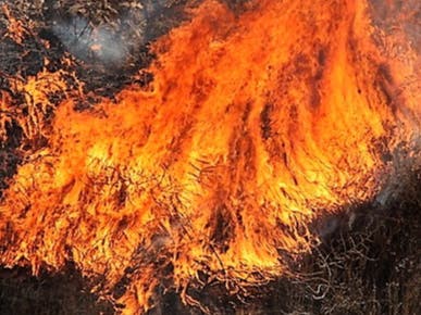 A massive brush fire in Lynn Woods could have residents seeing and smelling smoke across much of the North Shore on Friday afternoon.