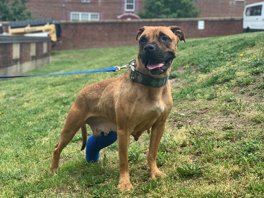 The fee-free adoption comes as the MSPCA cares for Paloma, a 1-year-old Pit Bull mix that came to the Boston Adoption Center on June 8 after being hit by a car and breaking its back left leg in Bellingham. 